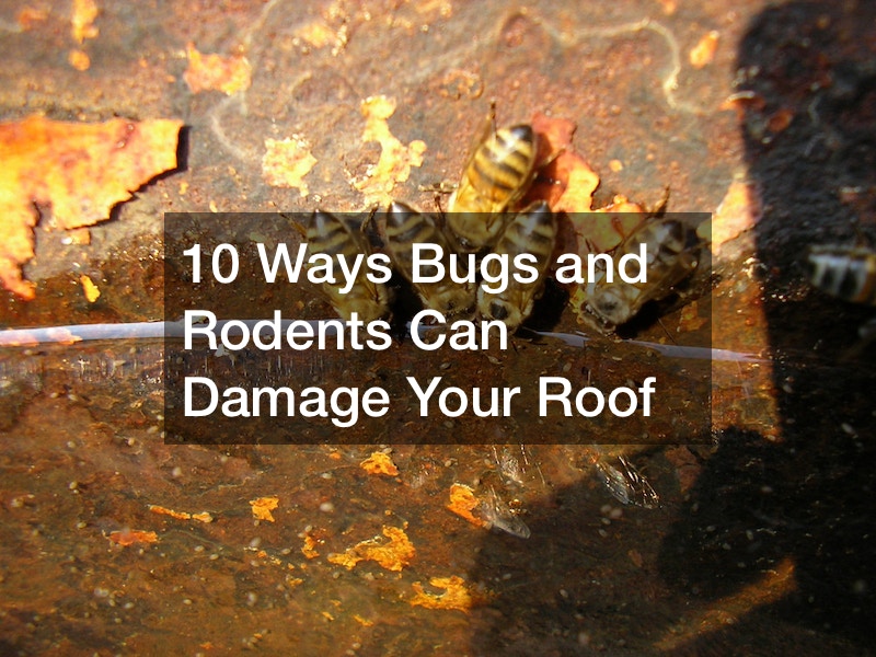 10 Ways Bugs and Rodents Can Damage Your Roof - Bug and Rodent Control ...