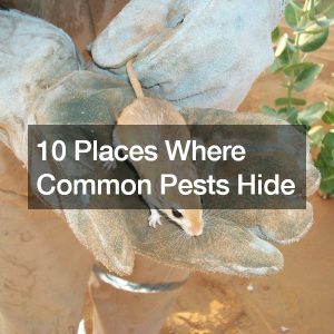 where common pests hide