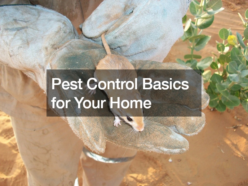 Pest Control Basics for Your Home