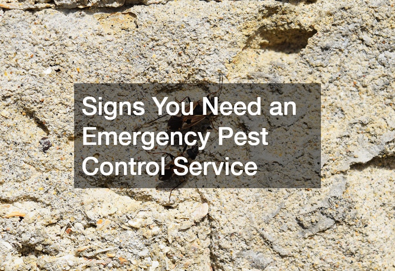 Signs You Need an Emergency Pest Control Service