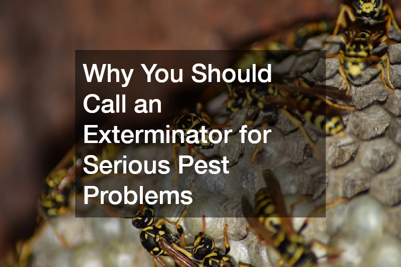 Why You Should Call an Exterminator for Serious Pest Problems